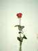 роза для Вредной